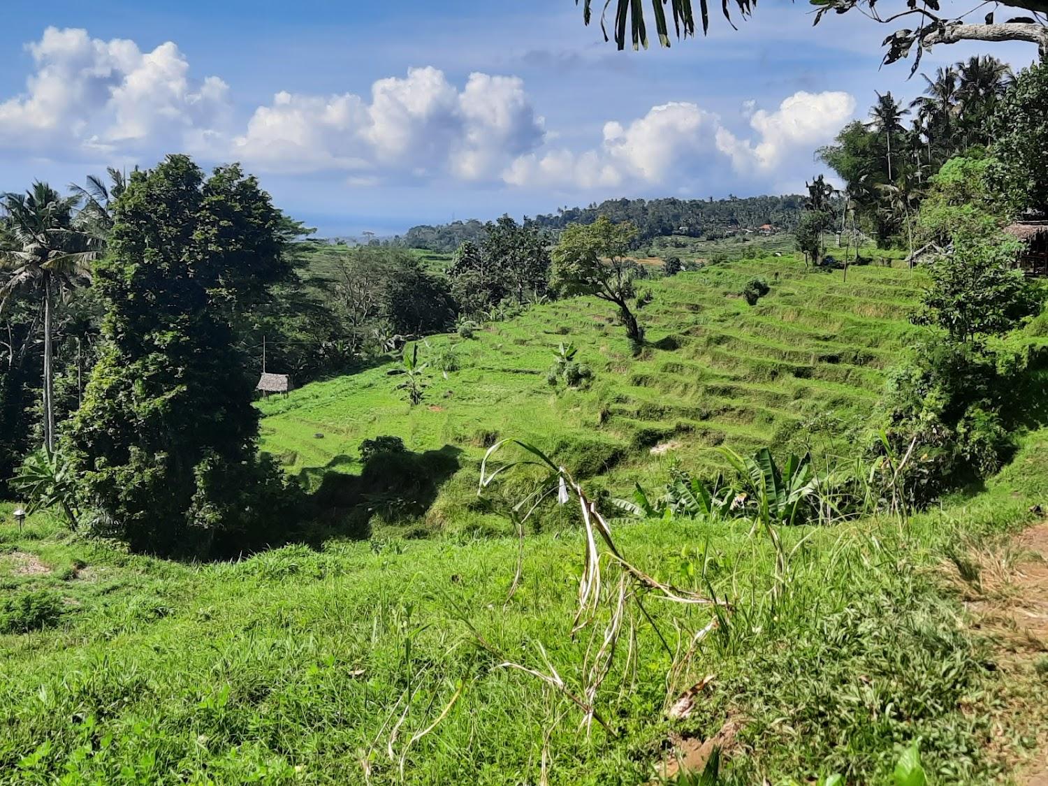 Cover Image for Dana Bali Ricefield Villa