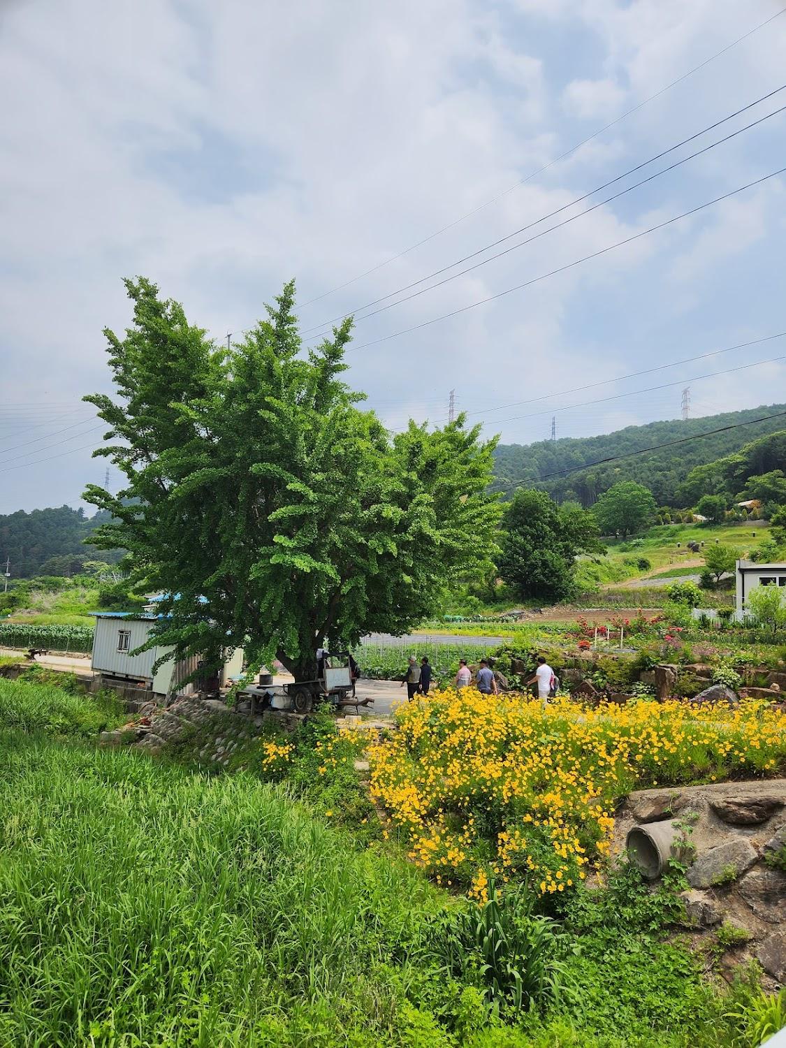 Cover Image for 상아골계곡오토캠핑장