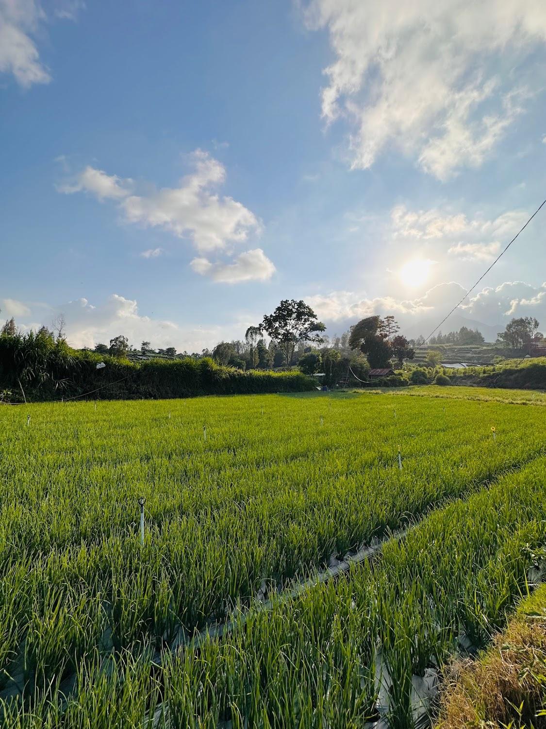 Cover Image for garden hill