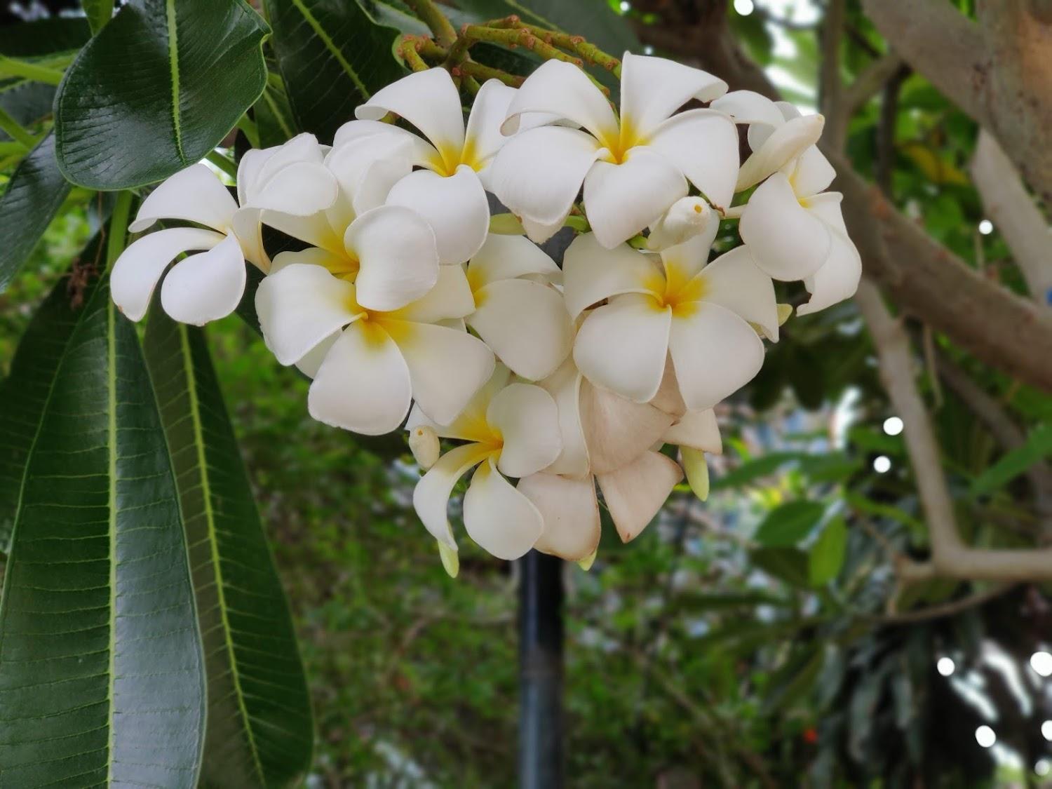 Cover Image for Bankanphu Resort
