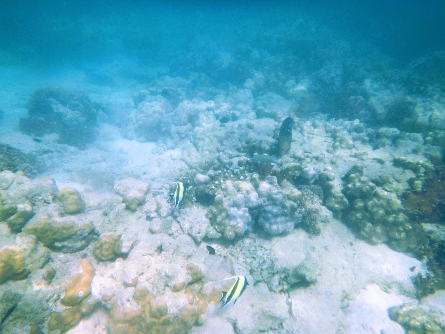 Cover Image for Seahorse Lipe Hostel