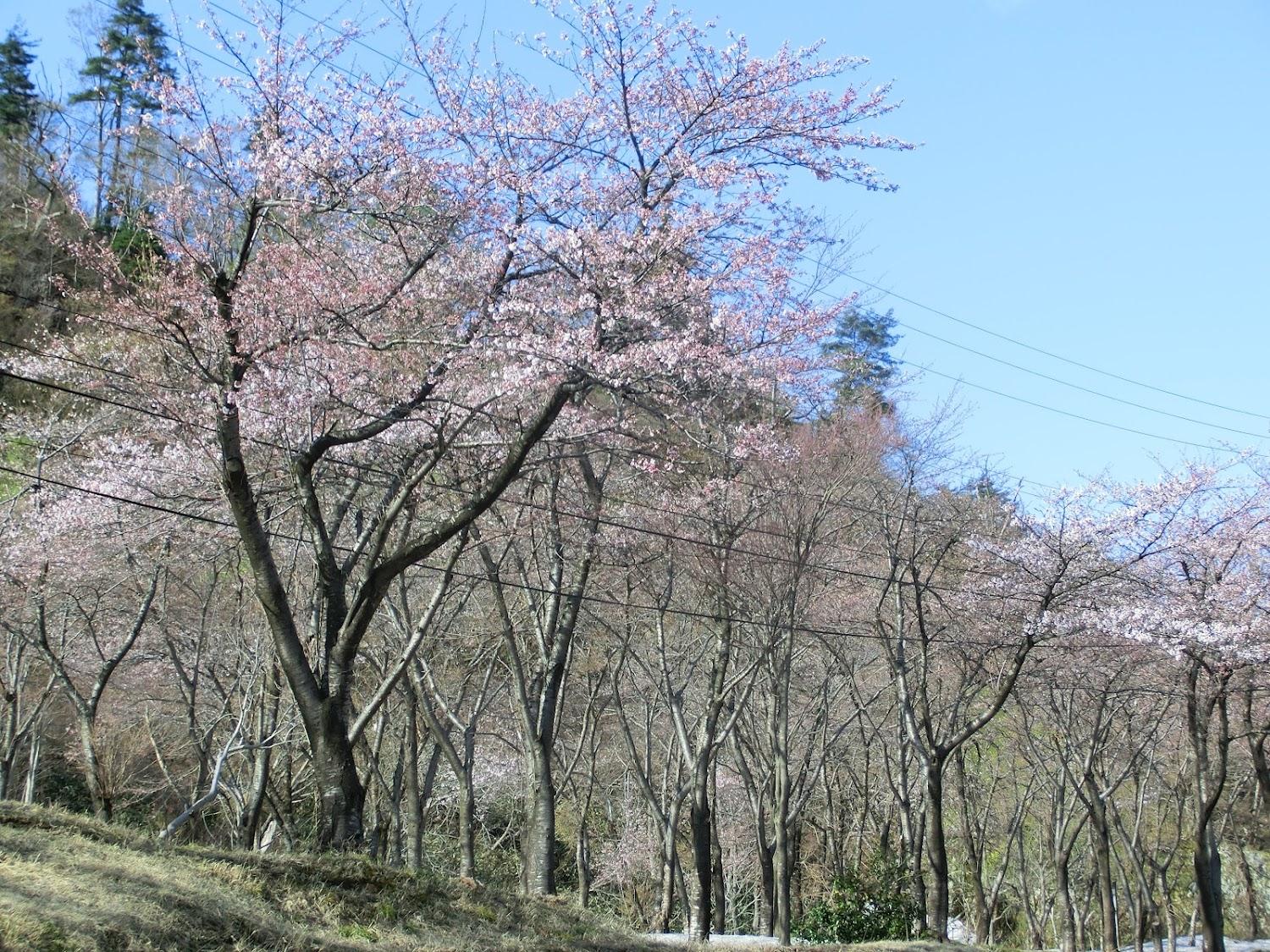 Cover Image for Kairagiso