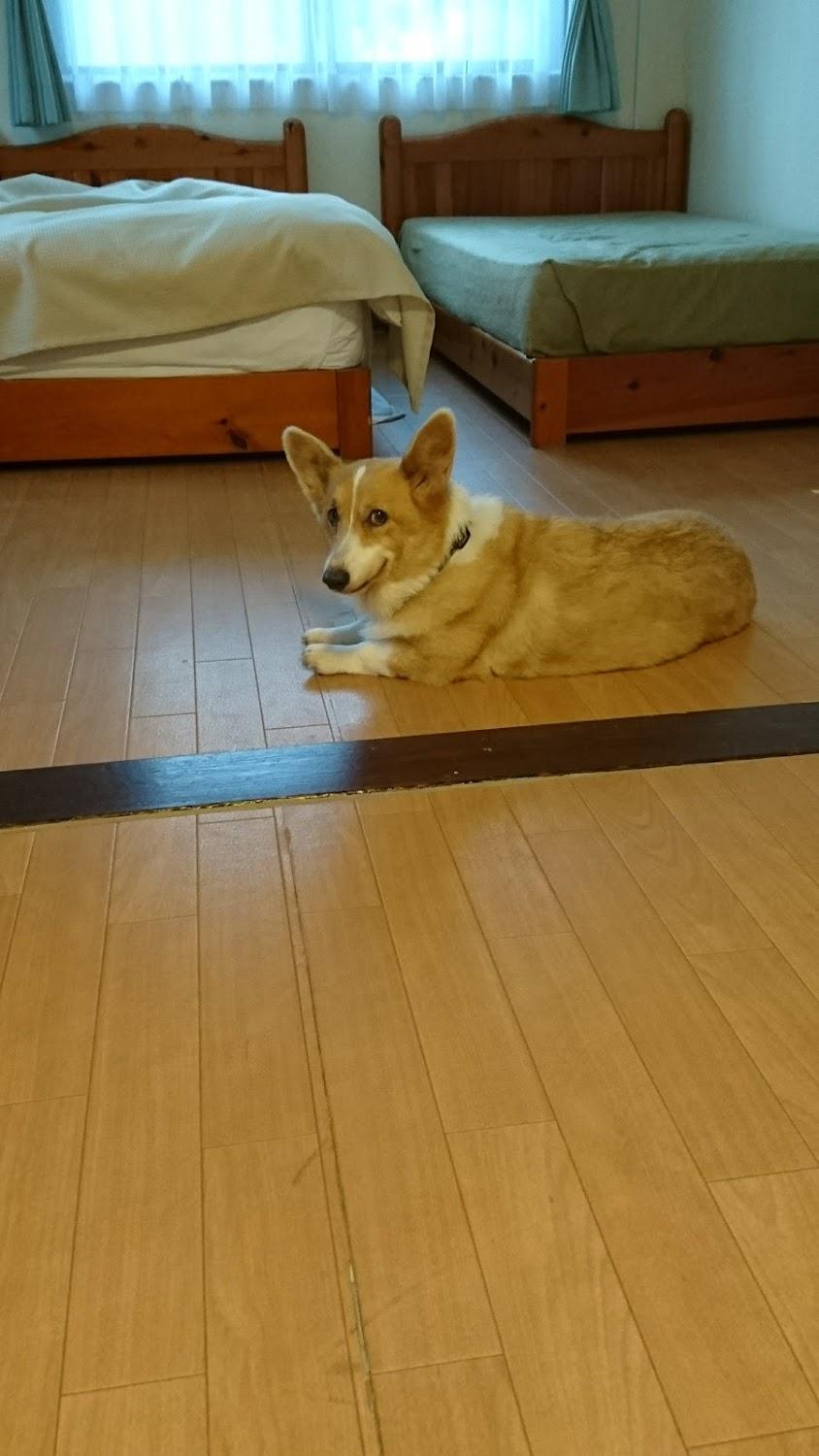 Cover Image for ドギーインぽこあぽこ