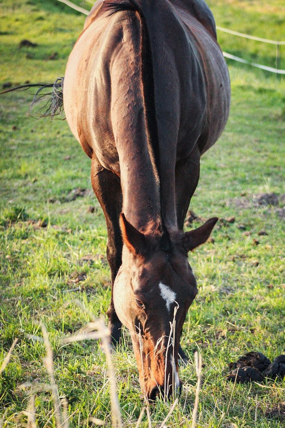 Cover Image for Cavalan Ranch