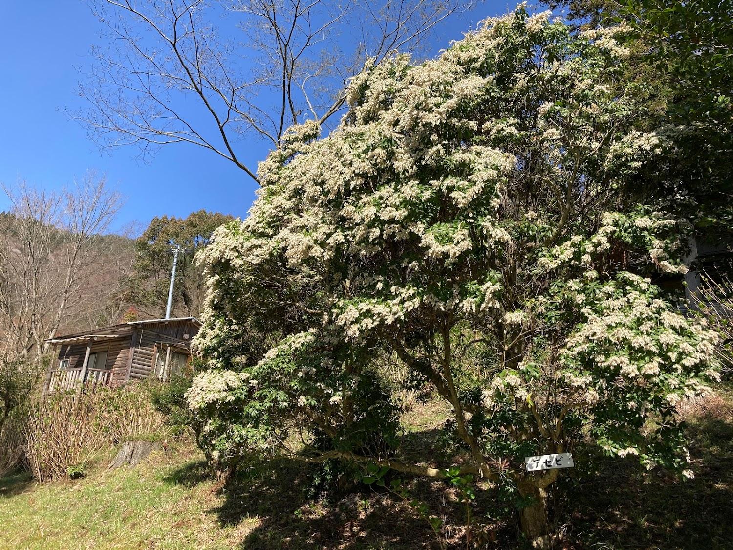 Cover Image for 二本栗キャンプ村