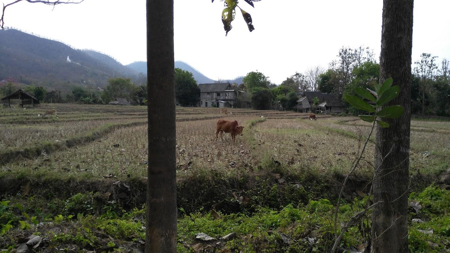 Cover Image for Yawning Fields Guesthouse