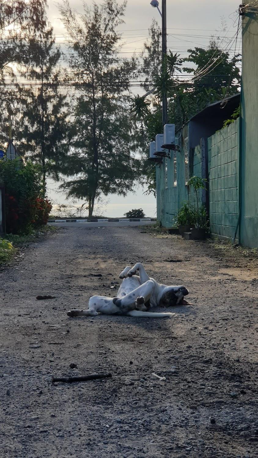 Cover Image for บ้านไทฮัท