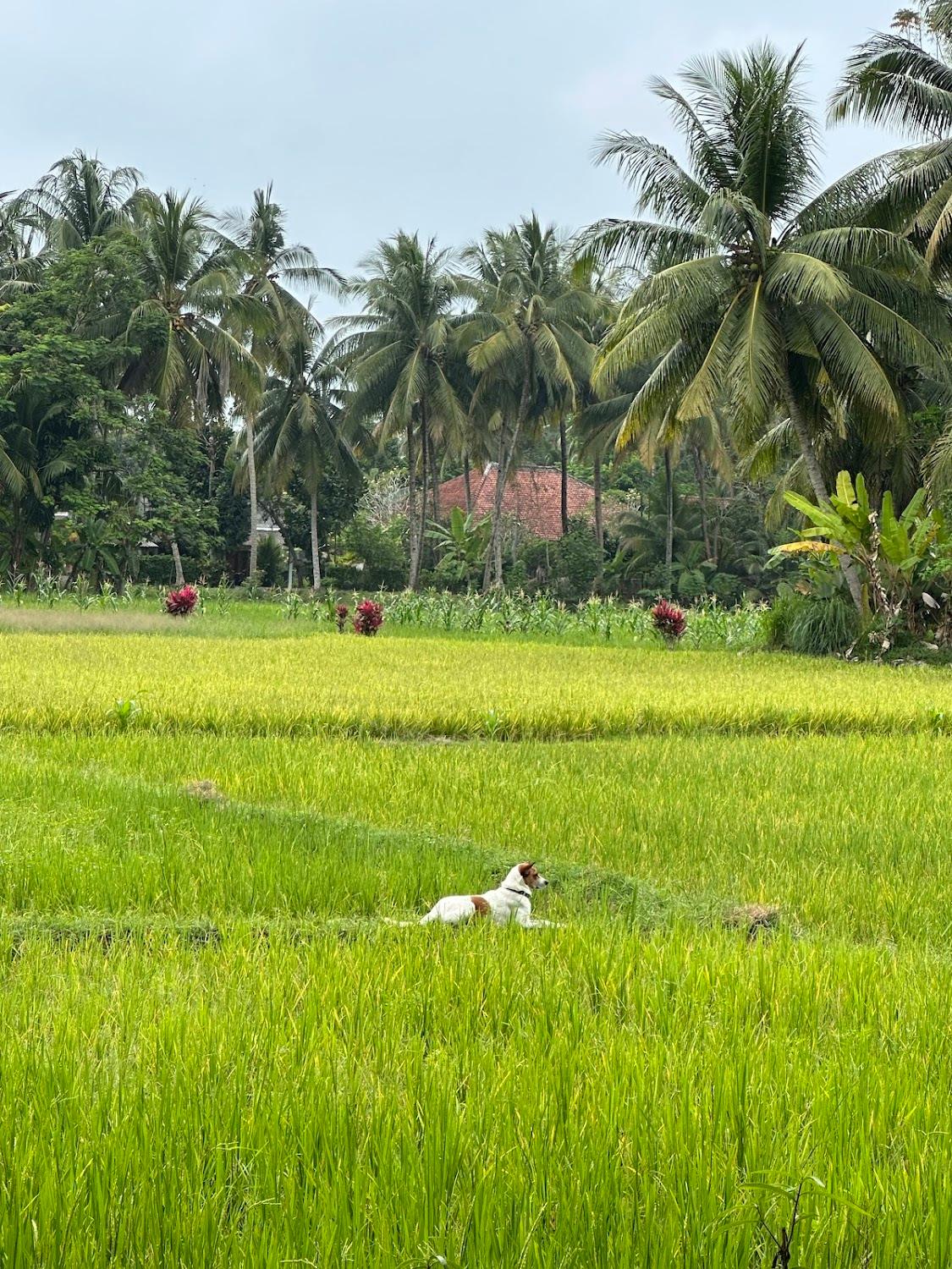 Cover Image for House of Sawah