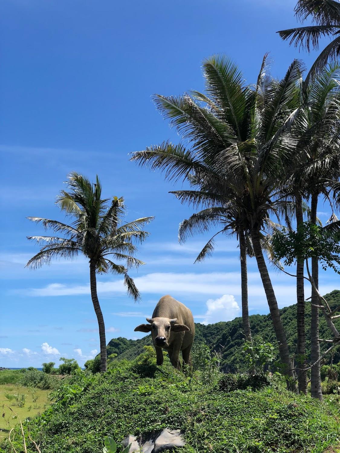 Cover Image for Reset Lombok Hotel