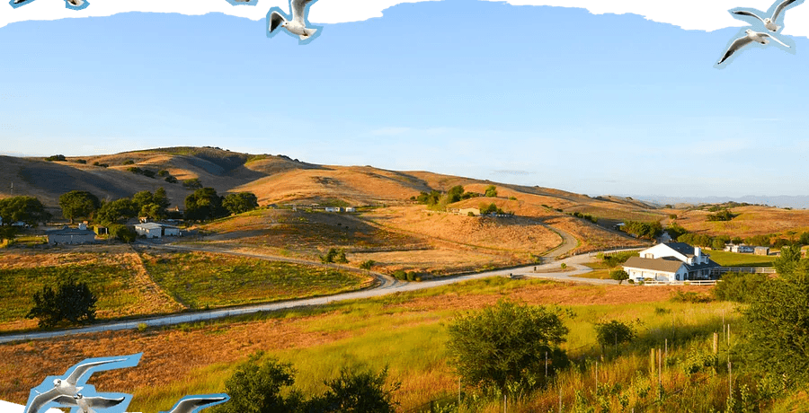 Cover Image for The Ultimate Guide to Dining in California