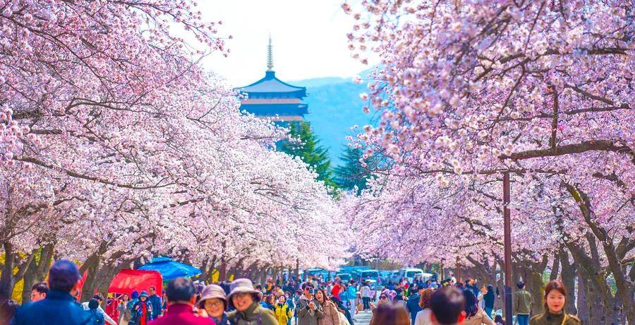 Cover Image for The 17 Must-Visit Dining Establishments in Gyeongju, South Korea