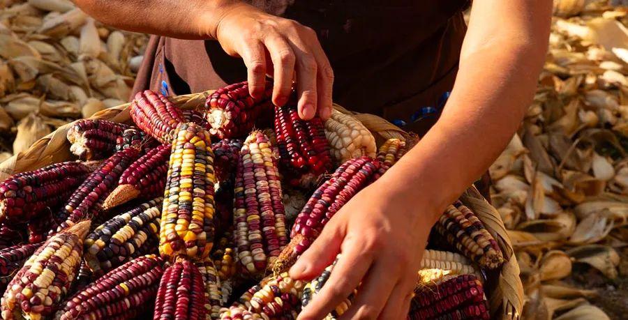 Cover Image for Guardians of the Corn