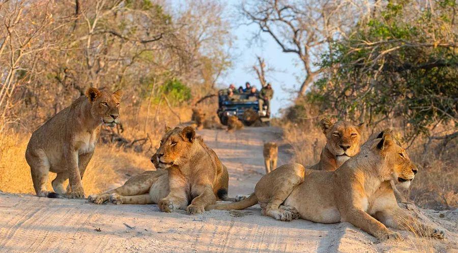 Cover Image for 15 Amazing Experiences to Have in South Africa