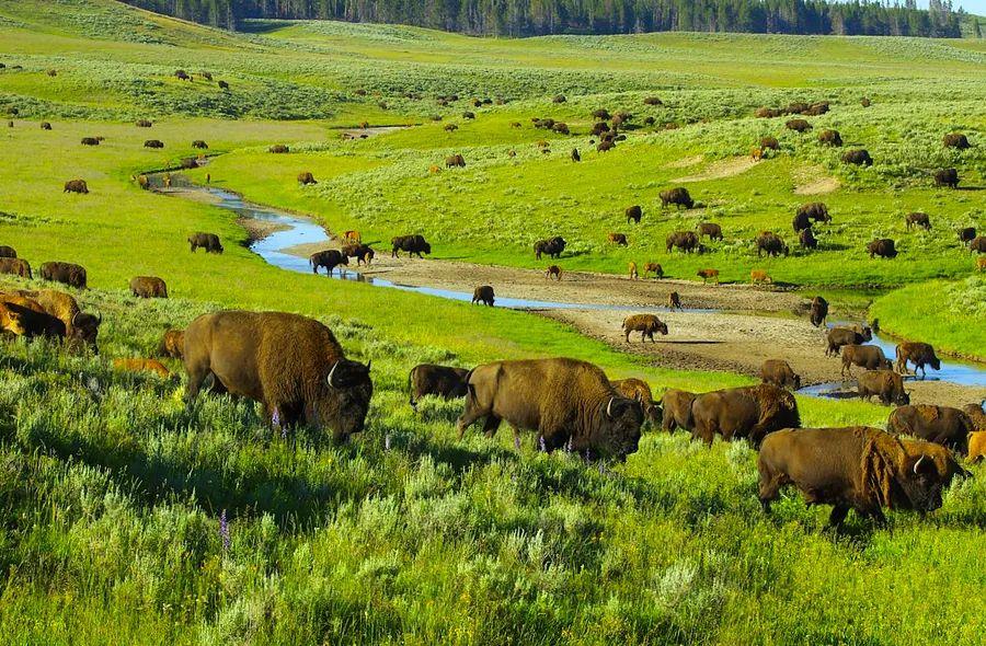 Cover Image for A Newcomer's Guide to Yellowstone National Park