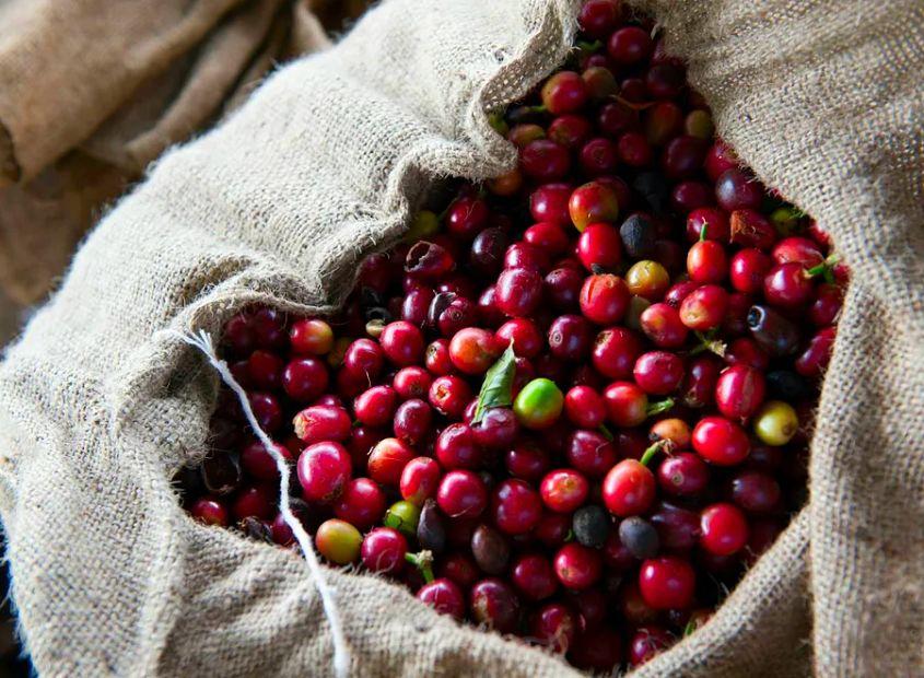 Cover Image for Discovering Coffee: A Guide to Experiencing Coffee Country on the Big Island