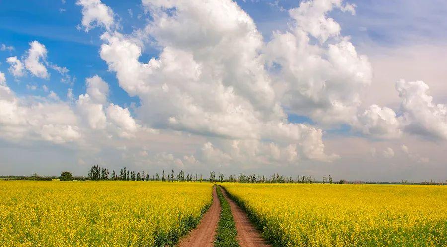 Cover Image for A beginner's guide to Saskatoon, Canada