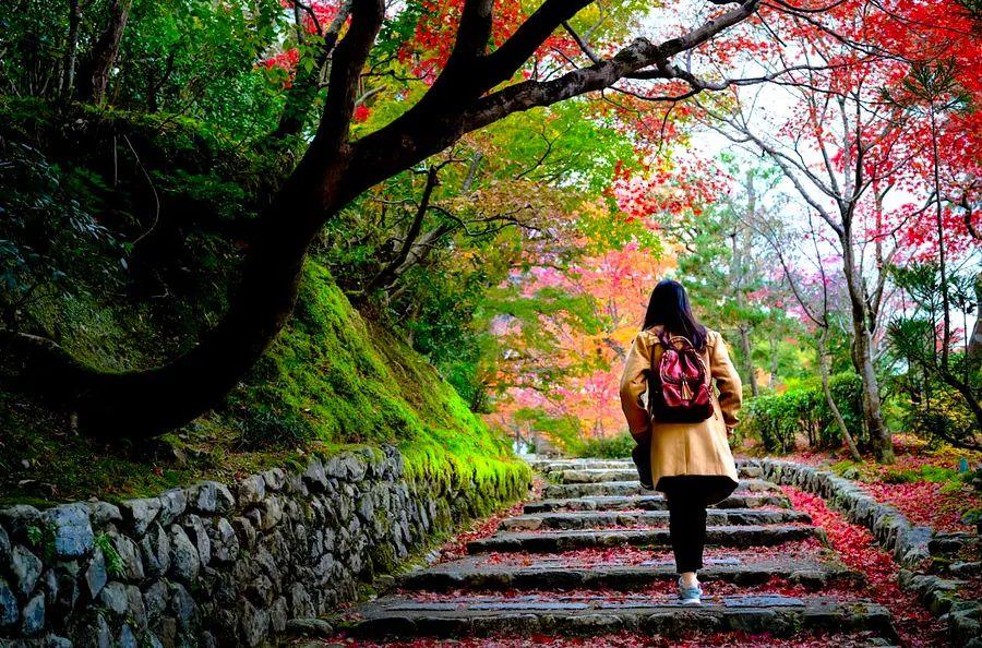 Cover Image for Best times to plan your Kyoto trip