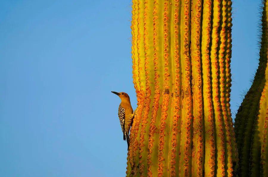 Cover Image for Birdwatchers share their favorite birdwatching locations in the US