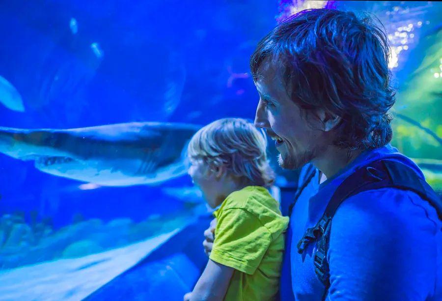 Cover Image for Top 5 Aquariums in the US to Explore on Your Next Journey