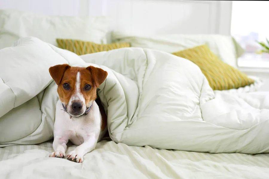 Cover Image for The 16 finest pet-friendly hotels
