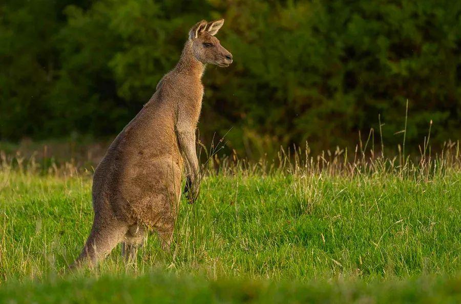 Cover Image for Discover a new safari experience in Australia that explores eight national parks in 21 days.