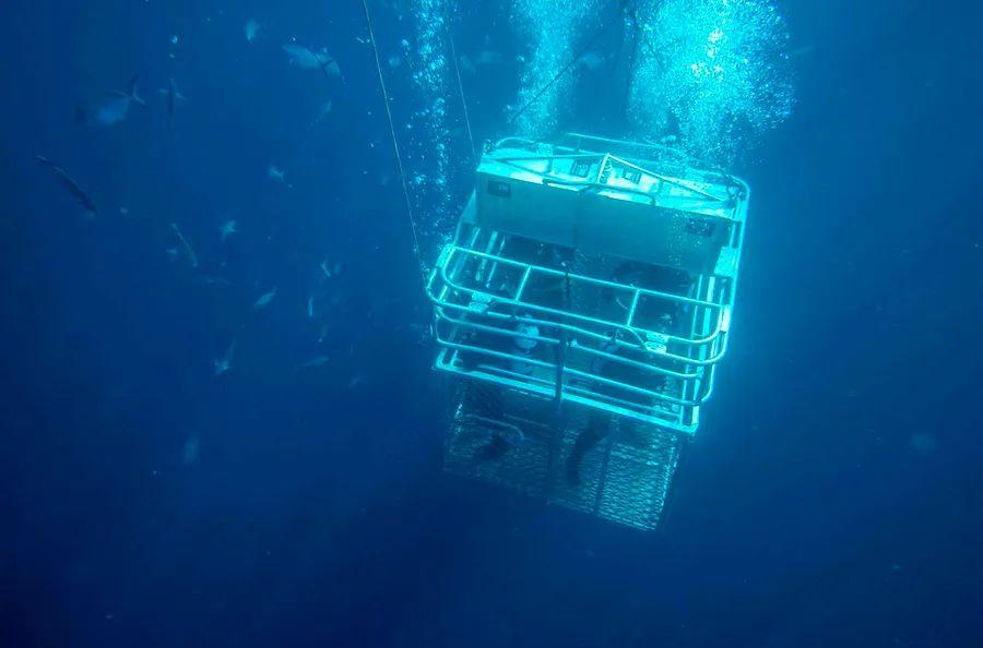 Cover Image for I Experienced Cage Diving with Great White Sharks Off the Coast of South Australia — Here’s How You Can Join the Adventure