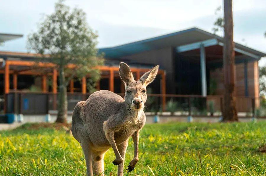 Cover Image for Steve Irwin's Family Has Launched a Luxury Lodge at Australia Zoo to Celebrate His Legacy — Explore the Inside