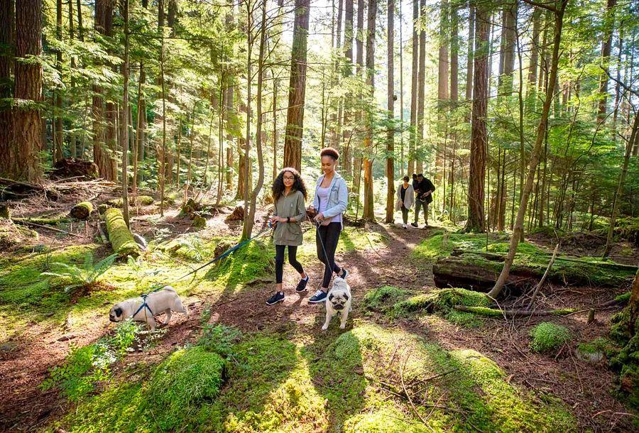 Cover Image for Essential Advice for First-Time Dog Hikers