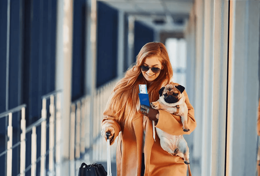 Cover Image for Tips for a Smooth Flight When Traveling with Your Pet