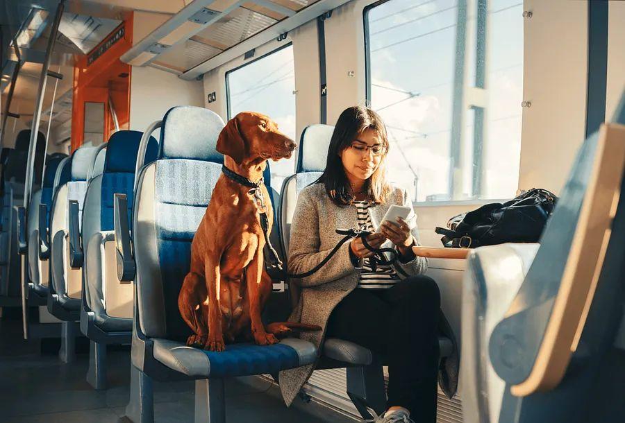 Cover Image for Key Considerations for Traveling with Pets on Trains