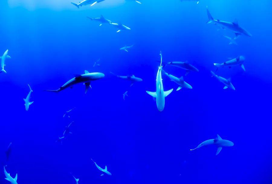 Cover Image for 3 fantastic locations for shark encounters