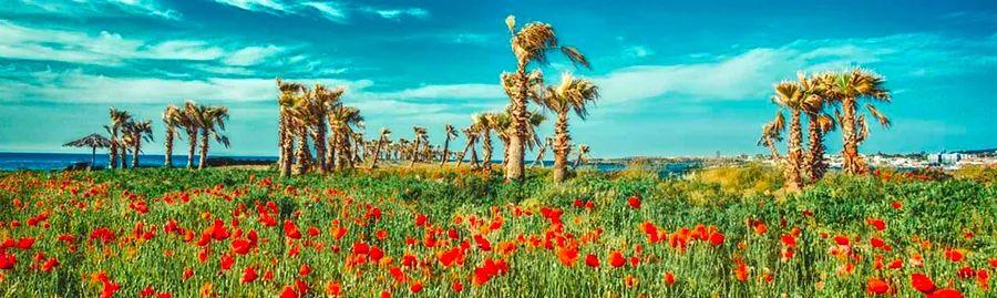 Cover Image for Embark on an Exciting Journey from Busan to Jeju