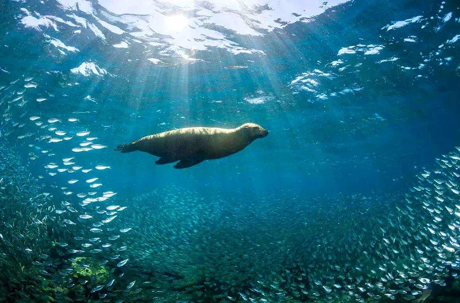 Cover Image for This Scuba Diving Location Referred to as 'the World’s Aquarium' Was Recently Declared the Most Underrated in the World