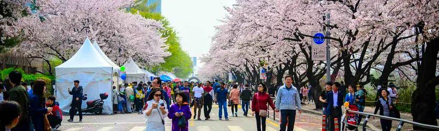Cover Image for Top 10 Flowering Destinations to Visit in Seoul This Spring