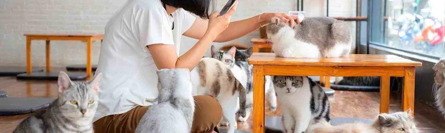 Cover Image for The 10 Themed Cafes You Must Experience in Kyoto, Japan