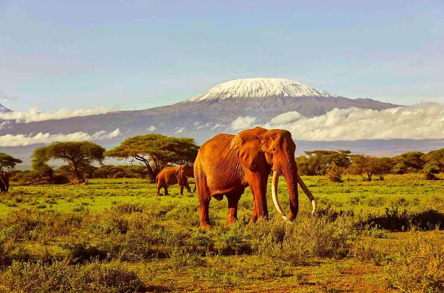 Cover Image for Discover this Hidden Gem of a National Park in Kenya, the Perfect Destination for Elephant Viewing—Find Out Where to Stay and How to Spot Them