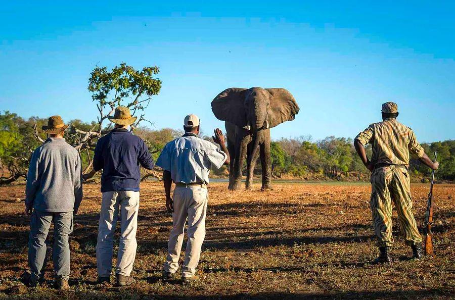 Cover Image for 8 Extraordinary Walking Safaris Worldwide for Thrill-Seekers