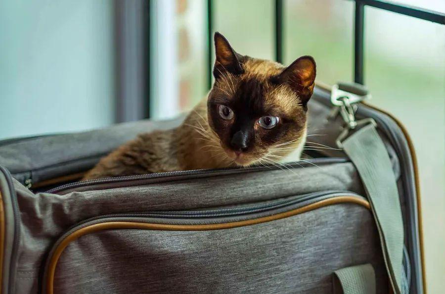 Cover Image for Traveling with Pets: Your Complete Guide to Flying or Driving with Your Furry Companion