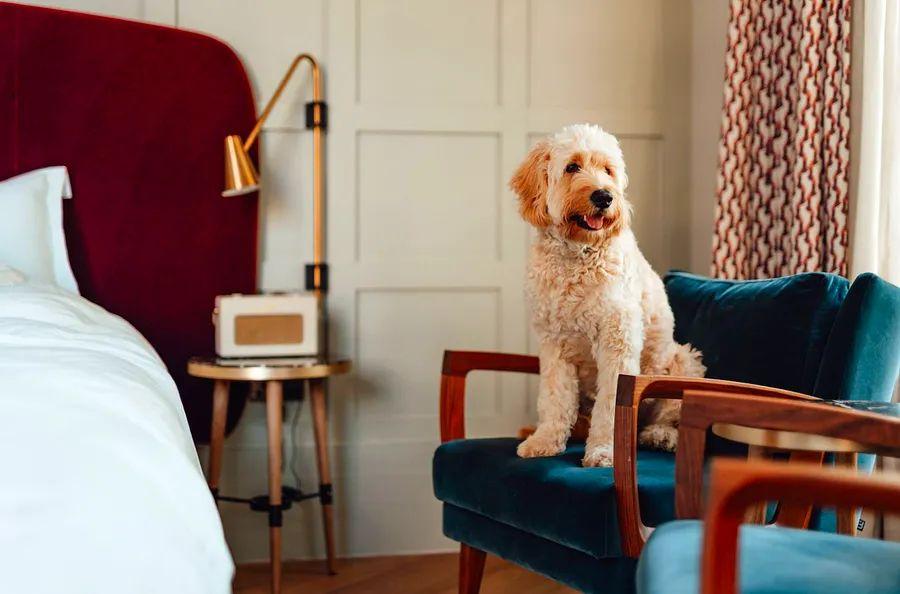 Cover Image for Top Dog-friendly Hotels Across the U.S.
