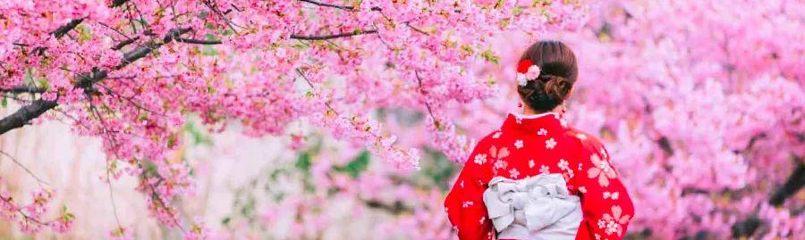 Cover Image for The Season of Cherry Blossoms in Japan