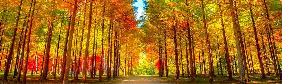 Cover Image for Travel Plan & Budget: 14 Days and 13 Nights in South Korea