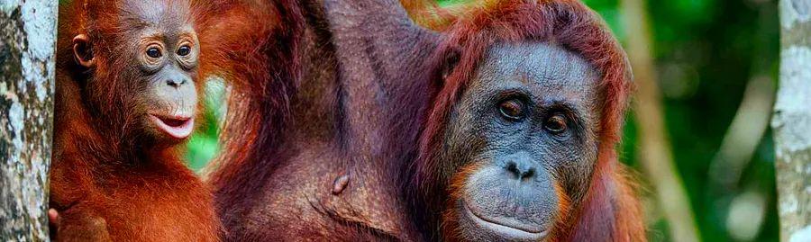 Cover Image for Where to Find Orangutans in Borneo: Your Guide to Spotting These Endangered Primates in the Wild