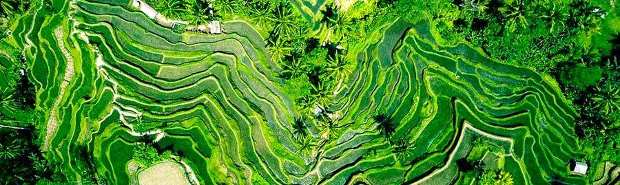 Cover Image for Top Activities for a 3-Day Adventure in Ubud