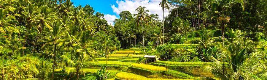 Cover Image for 2024's New Photography Locations in Ubud: 8 Captivating Spots to Discover