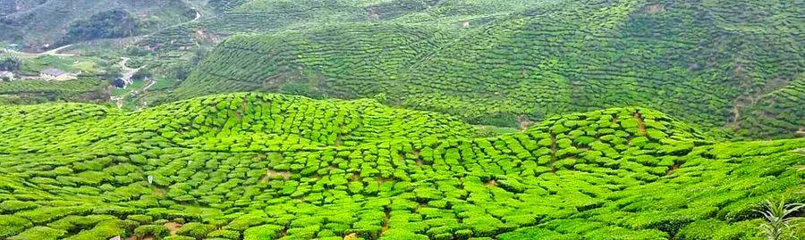 Cover Image for 2 Days and 1 Night in Cameron Highlands