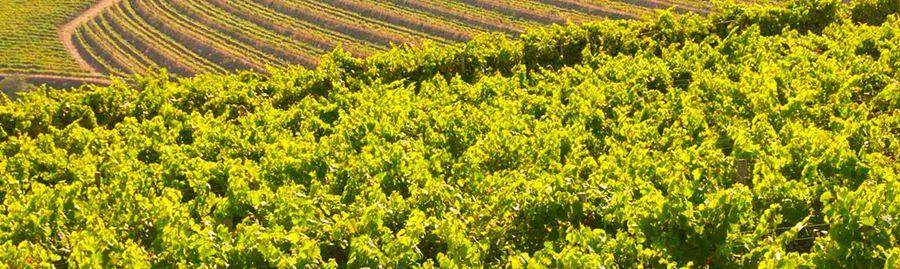 Cover Image for Top 10 Wine Tasting Tours in Adelaide You Must Experience