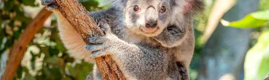 Cover Image for 7-Day Brisbane Itinerary: Must-Visit Highlights