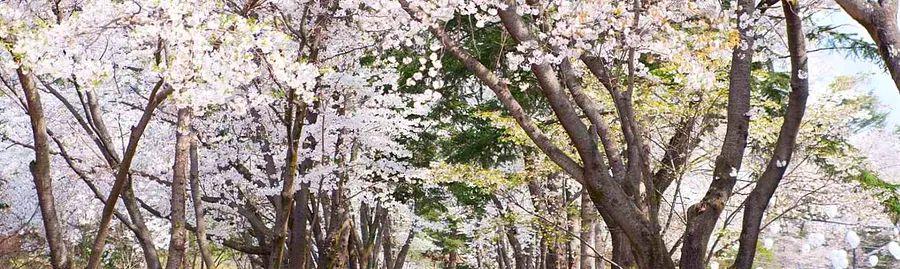Cover Image for Ultimate Guide: Must-Do Activities in South Korea During Cherry Blossom Season