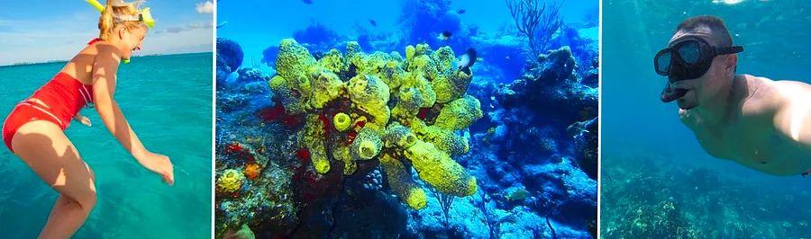 Cover Image for Top 10 Advantages of Snorkeling on Your Cruise