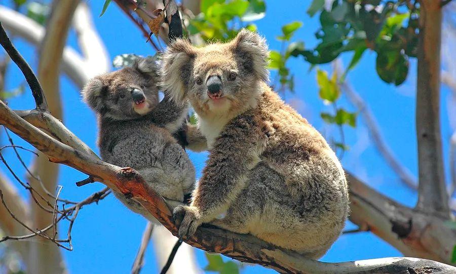 Cover Image for The 6 Most Fascinating Animals You Must Experience in Australia